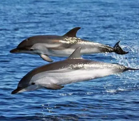 Deluxe Mistral ゲストハウス クアルトゥ・サンテーレナ